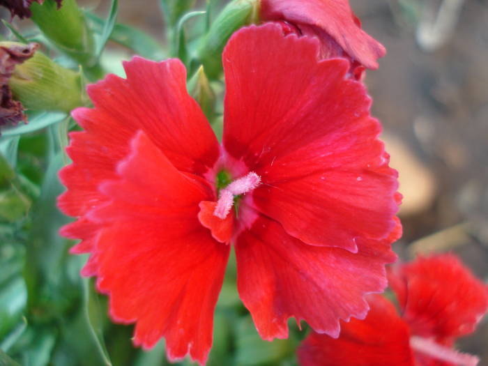 Dianthus deltoides (2009, June 14) - Dianthus Deltoides