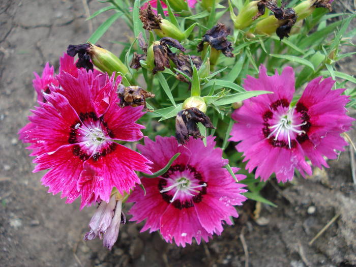 Dianthus deltoides (2009, June 18)