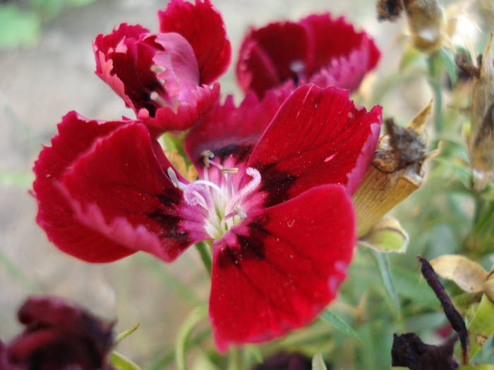 Dianthus deltoides (2009, August 04) - Dianthus Deltoides