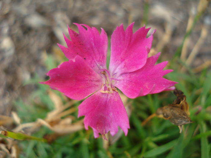 Pinks Kahori (2009, August 04) - Dianthus Kahori