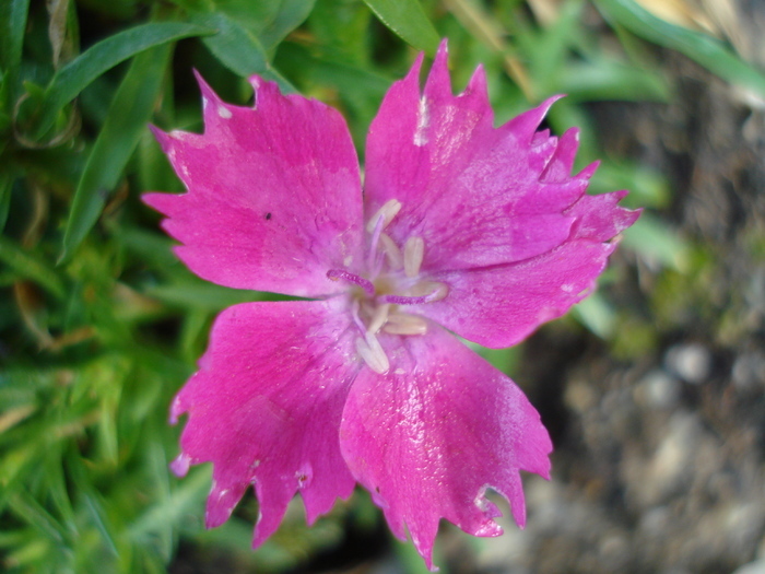 Pinks Kahori (2009, August 29) - Dianthus Kahori