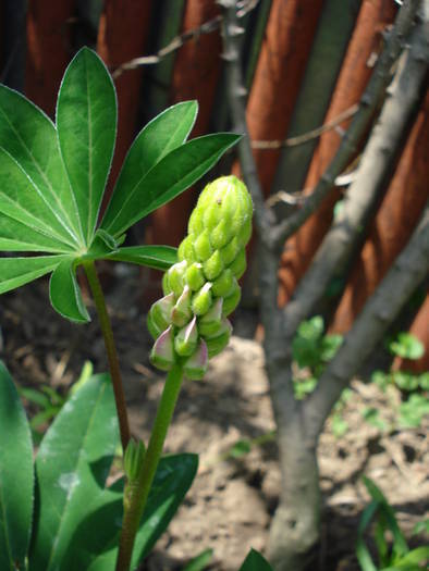 Lupinus (2009, June 02) - LUPINUS