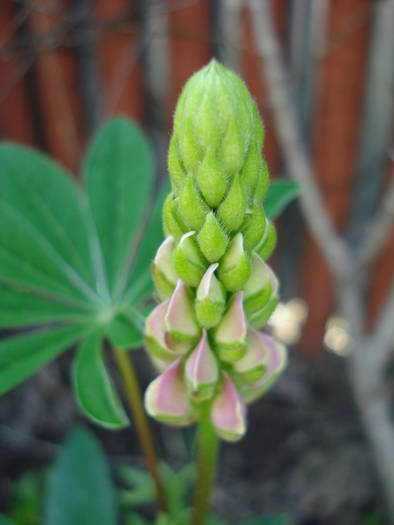 Lupinus (2009, June 03)