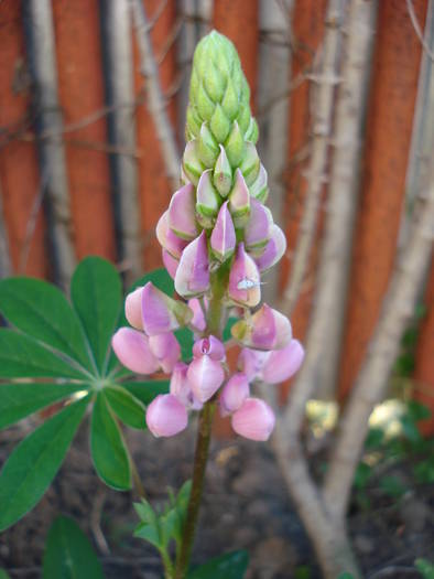 Lupinus (2009, June 05)