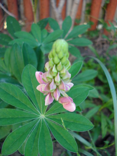 Lupinus (2009, June 05) - LUPINUS