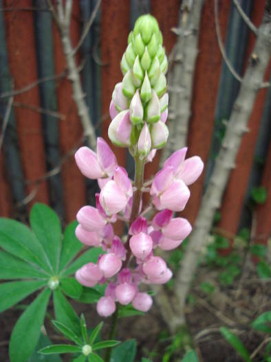 Pink lupinus (2009, June 08) - LUPINUS