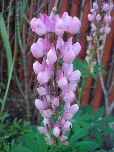 Pink lupinus (2009, June 14) - LUPINUS
