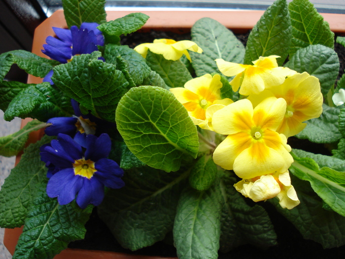 Primulas (2010, March 08)