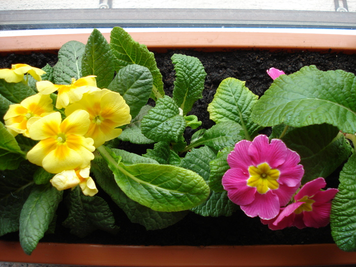 Primulas (2010, March 08)