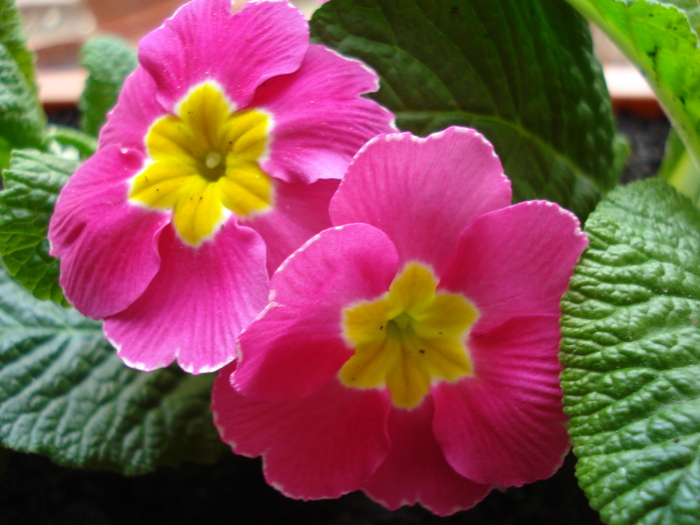 Pink Primrose (2010, March 08) - PRIMULA Acaulis