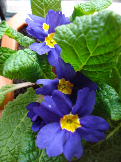 Blue Primrose (2010, March 08) - PRIMULA Acaulis