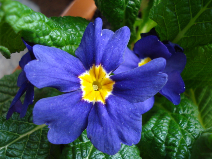 Blue Primrose (2010, March 08) - PRIMULA Acaulis