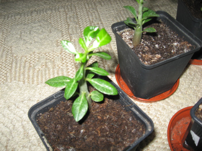 16.03.2010 - adenium