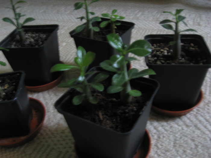 16.03.2010 - adenium