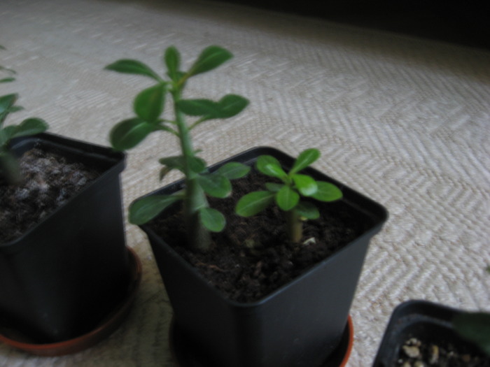 16.03.2010 - adenium