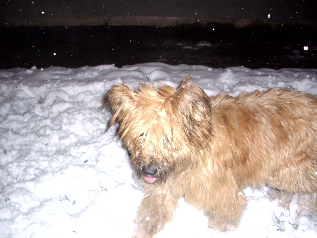 Briard Ciobanesc de Brie; Yvo
