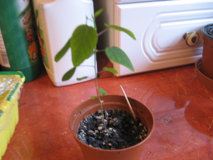 16.03.2010 - passiflora