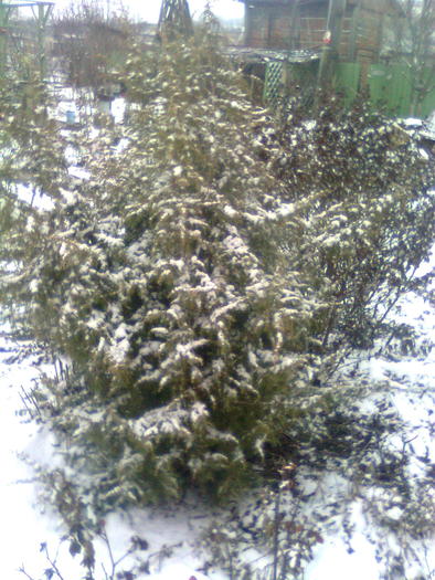 Imagine0015 - iarna in sat