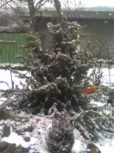 Imagine0016 - iarna in sat