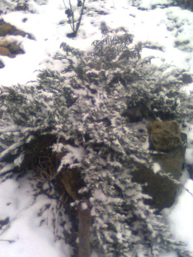 Imagine0018 - iarna in sat