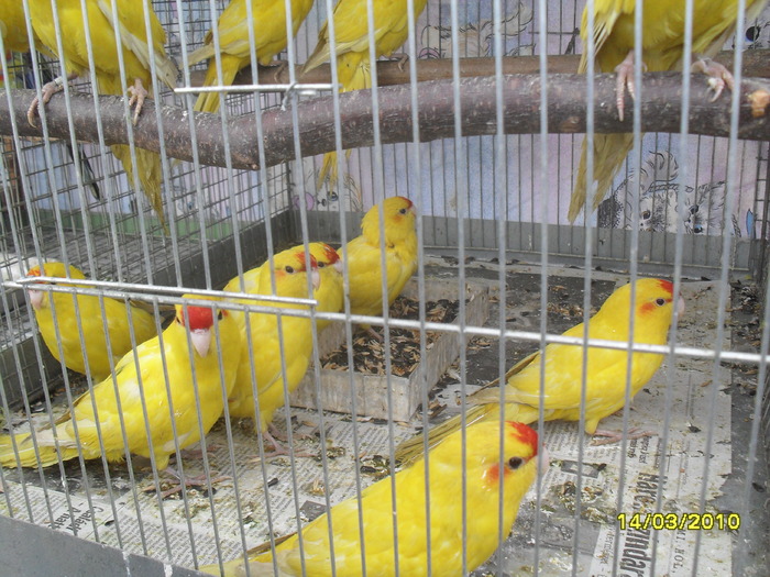 SDC11746