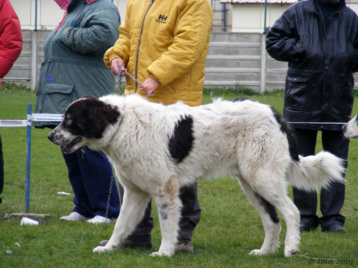 RAM - 9-CAMPIONATUL CIOBANESTILOR ROMANESTI -octombrie-2007