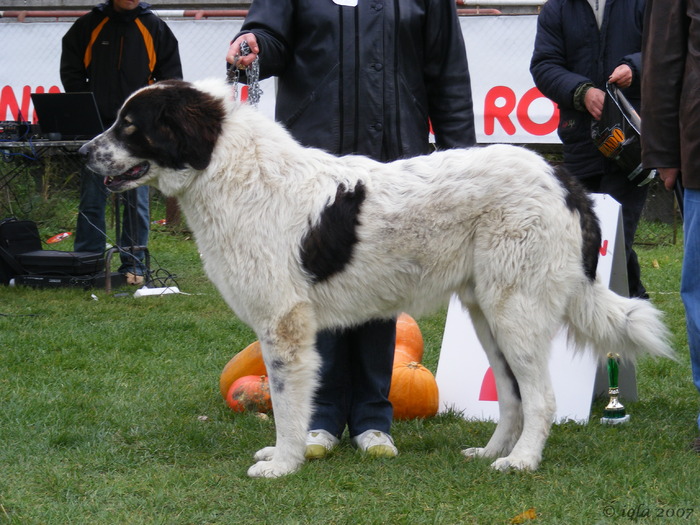 RAM - 9-CAMPIONATUL CIOBANESTILOR ROMANESTI -octombrie-2007