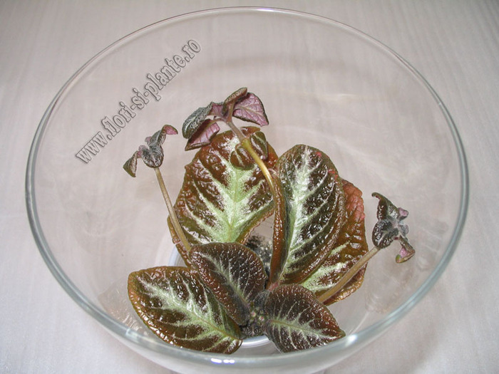 Episcia Suomi 2 - EPISCIA
