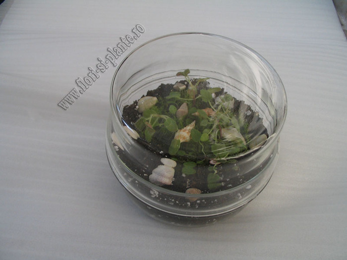 Sinningia mini mix 2 - GLOXINIA _ SINNINGIA