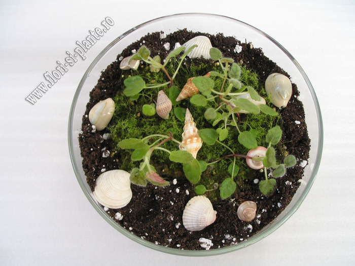 Sinningia mini mix 3 - GLOXINIA _ SINNINGIA