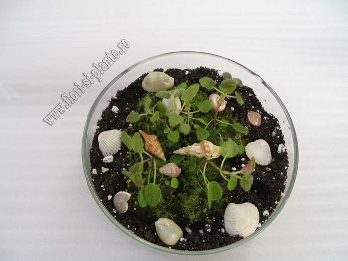 Sinningia mini mix 1 - GLOXINIA _ SINNINGIA