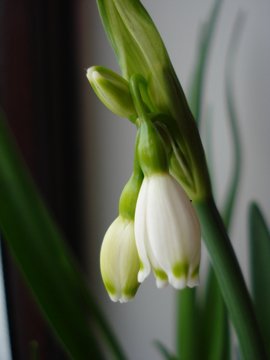 Leucojum aestivum (2010, March 09)