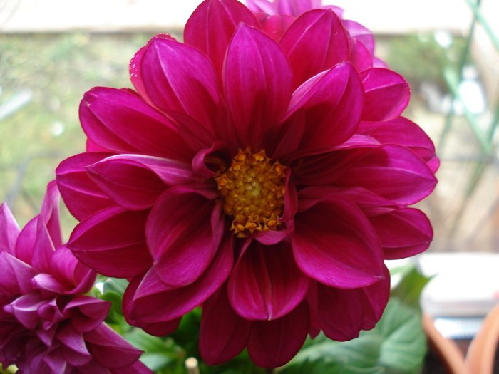 Dahlia Mignon (2010, March 08) - Dahlia Mignon