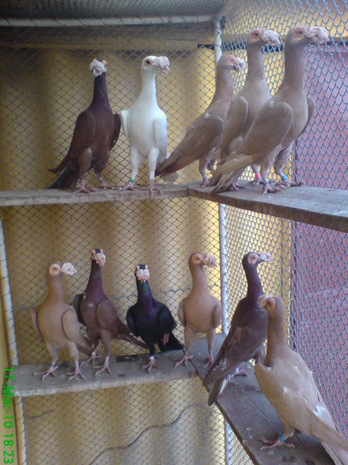 1 - porumbei carieri - 2010
