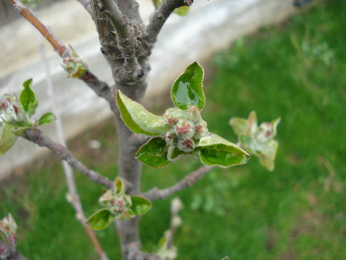 Apple Blossom. Flori mar (2009, April 01) - Apple Tree_Mar Summer Red
