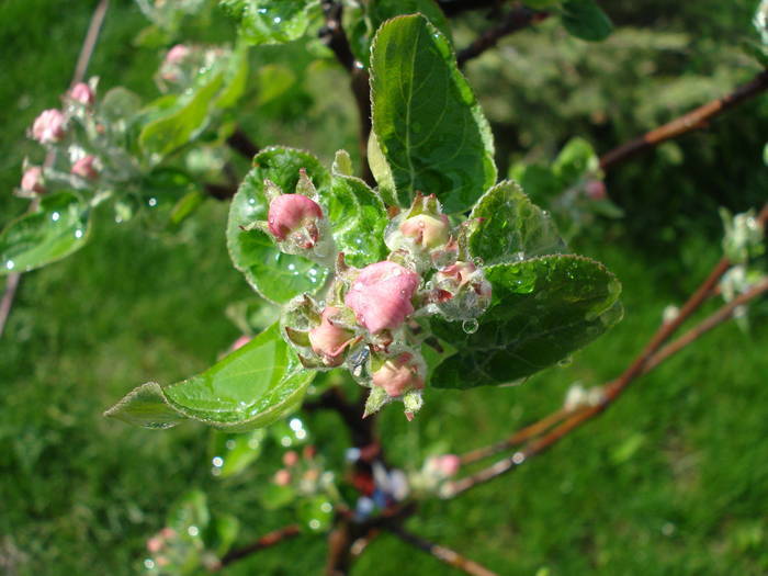 Apple Blossom. Flori mar (2009, April 07) - Apple Tree_Mar Summer Red