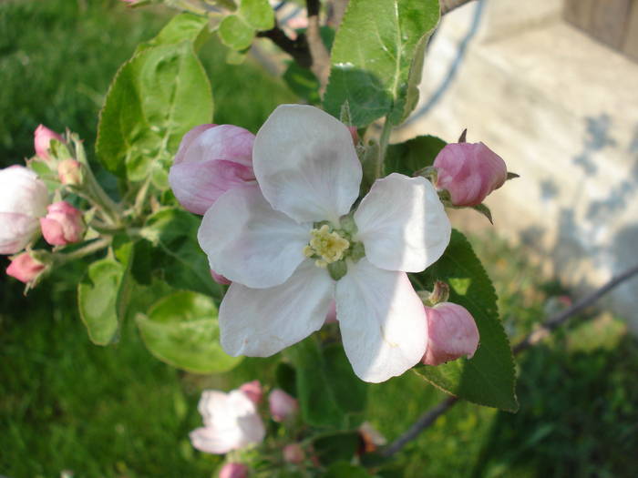 Apple Blossom. Flori mar (2009, April 10) - Apple Tree_Mar Summer Red
