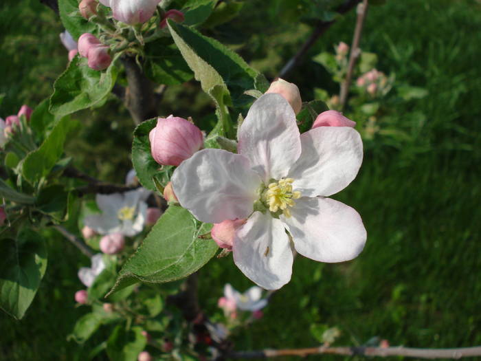 Apple Blossom. Flori mar (2009, April 10) - Apple Tree_Mar Summer Red