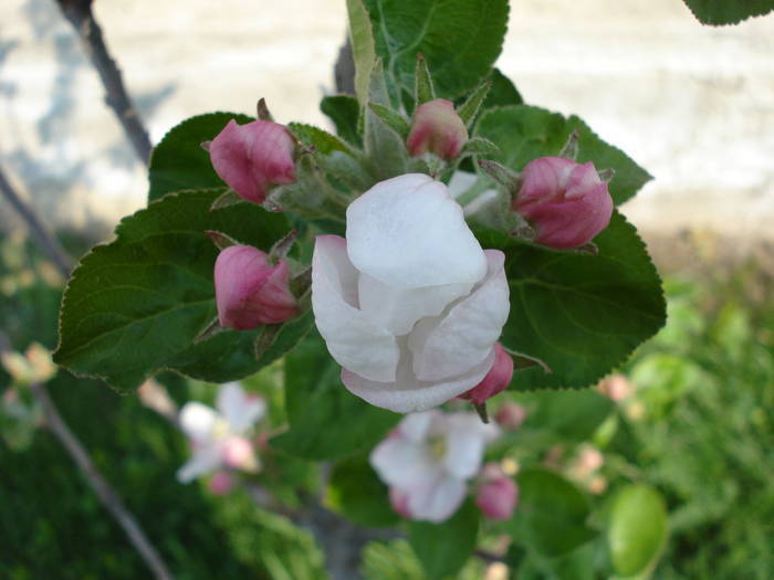 Apple Blossom. Flori mar (2009, April 10) - Apple Tree_Mar Summer Red