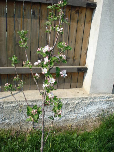 Apple Blossom. Flori mar (2009, April 10) - Apple Tree_Mar Summer Red