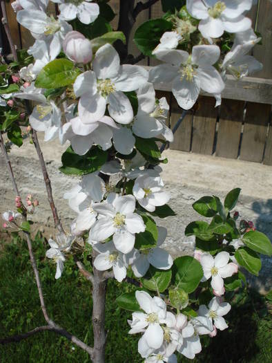 Apple Blossom. Flori mar (2009, April 16) - Apple Tree_Mar Summer Red