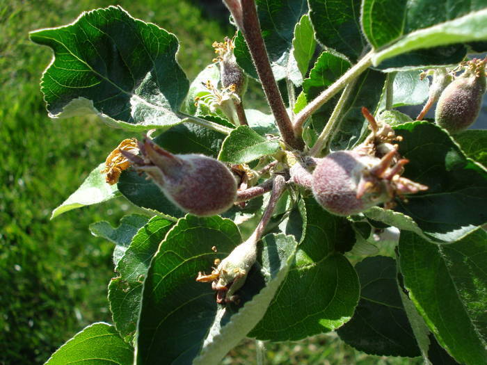 Apples_Mere Summer Red (2009, May 08) - Apple Tree_Mar Summer Red