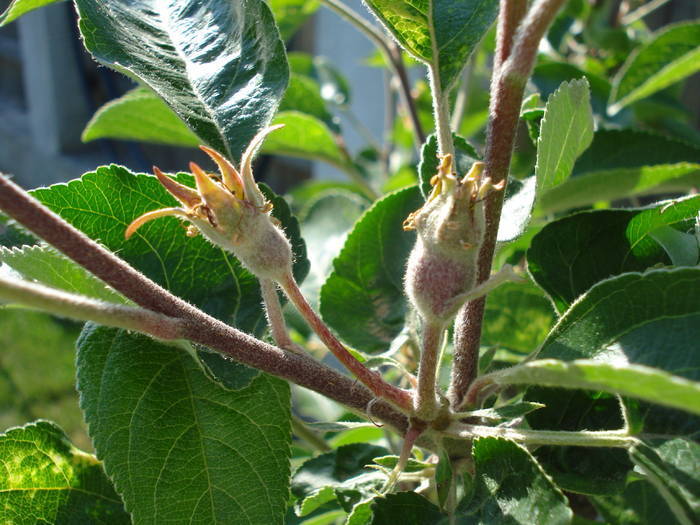 Apples_Mere Summer Red (2009, May 08) - Apple Tree_Mar Summer Red