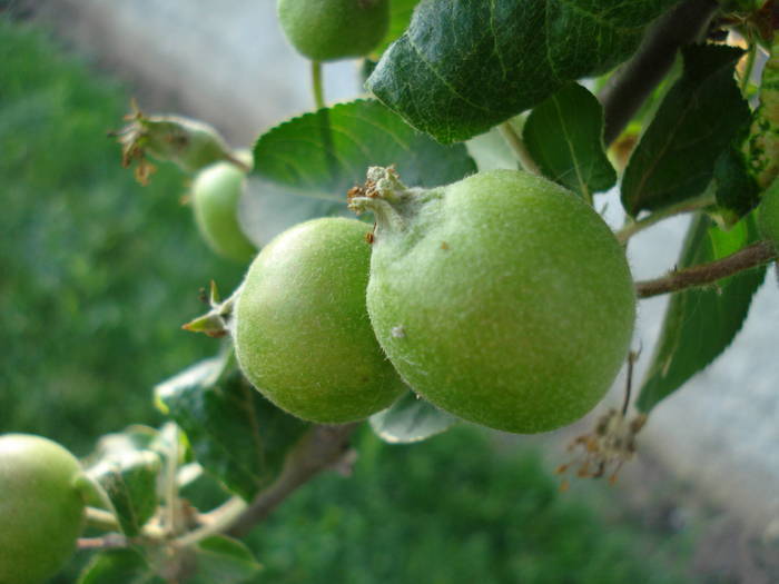 Apples_Mere Summer Red (2009, May 20)