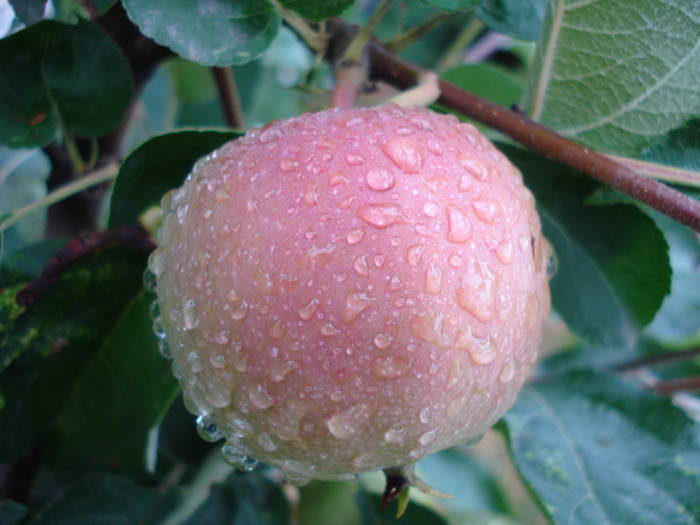 Apples_Mere Summer Red (2009, Jun.23) - Apple Tree_Mar Summer Red