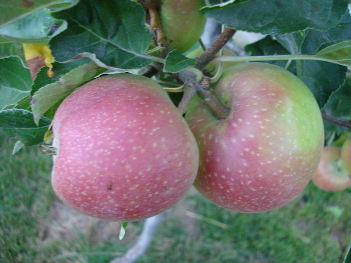 Apples_Mere Summer Red (2009, Jul.10) - Apple Tree_Mar Summer Red