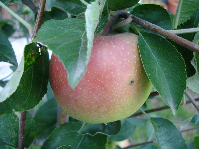 Apples_Mere Summer Red (2009, Jul.10) - Apple Tree_Mar Summer Red