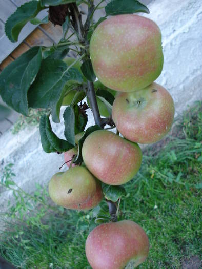 Apples_Mere Summer Red (2009, Jul.10) - Apple Tree_Mar Summer Red