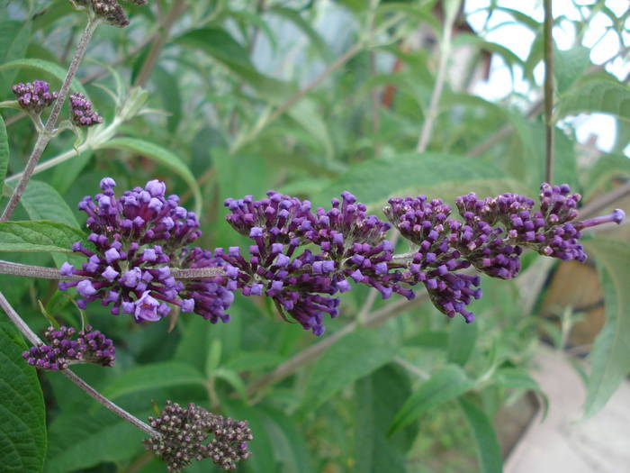 Buddleja davidii Purple (2009, Jun.12) - Buddleja Purple