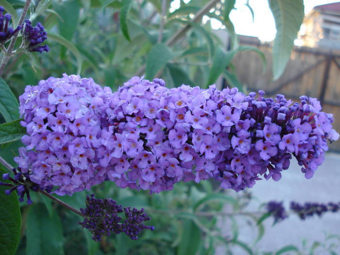 Purple Summer Lilac (2009, Jun.14) - Buddleja Purple